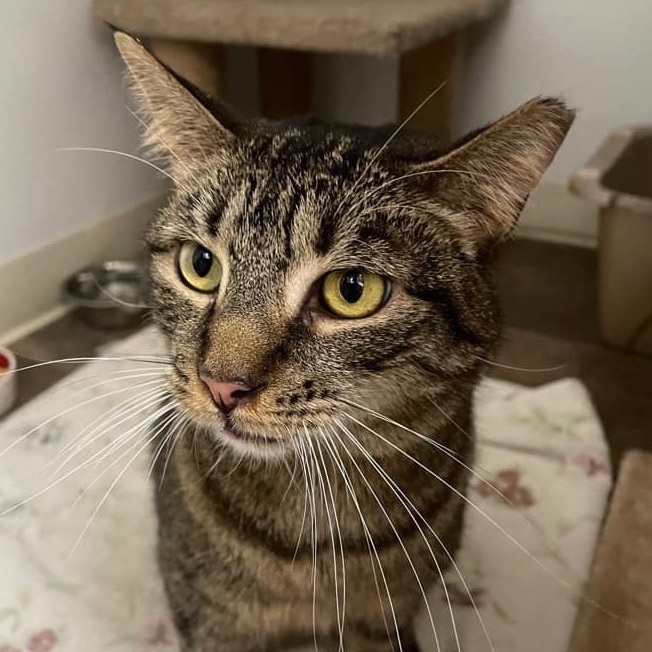 Enlarge Mysteria, a Adoptable Domestic Short Hair in Queenstown, MD image 4/6