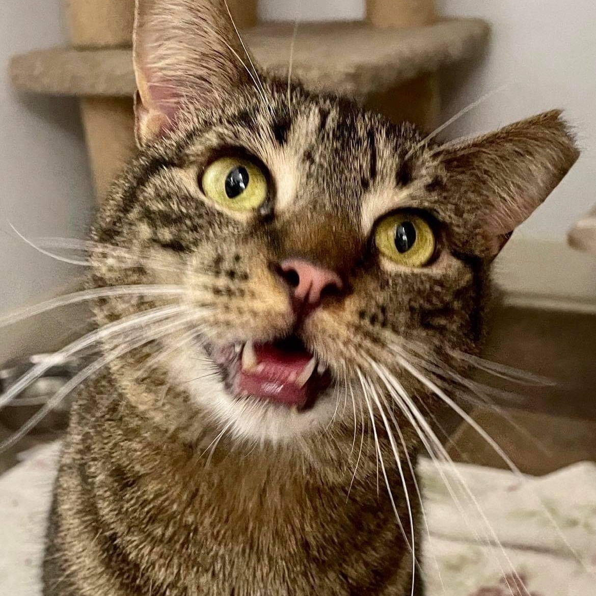 Enlarge Mysteria, a Adoptable Domestic Short Hair in Queenstown, MD image 1/6