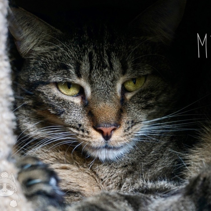 Enlarge Mysteria, a Adoptable Domestic Short Hair in Queenstown, MD image 5/6