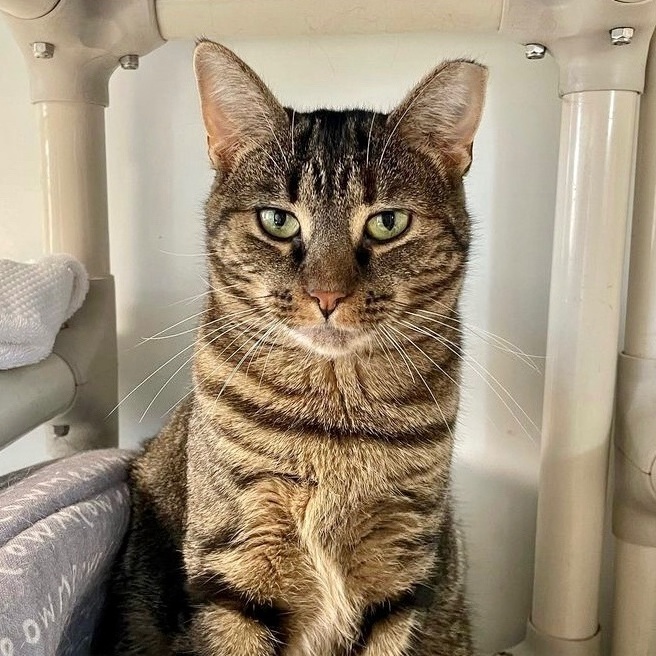 Enlarge Mysteria, a Adoptable Domestic Short Hair in Queenstown, MD image 6/6