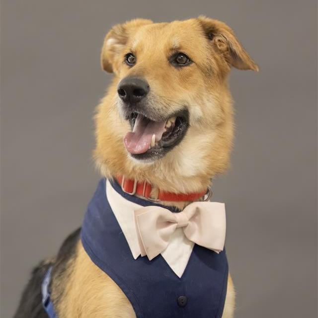 Greg, Adoptable, Adult Male German Shepherd Dog & Mixed Breed.