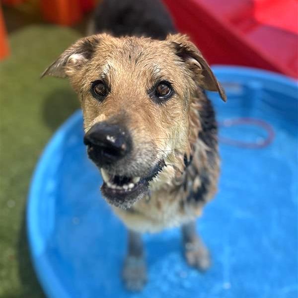 Greg, a Adoptable mixed breed in Phoenix, AZ image 3/6
