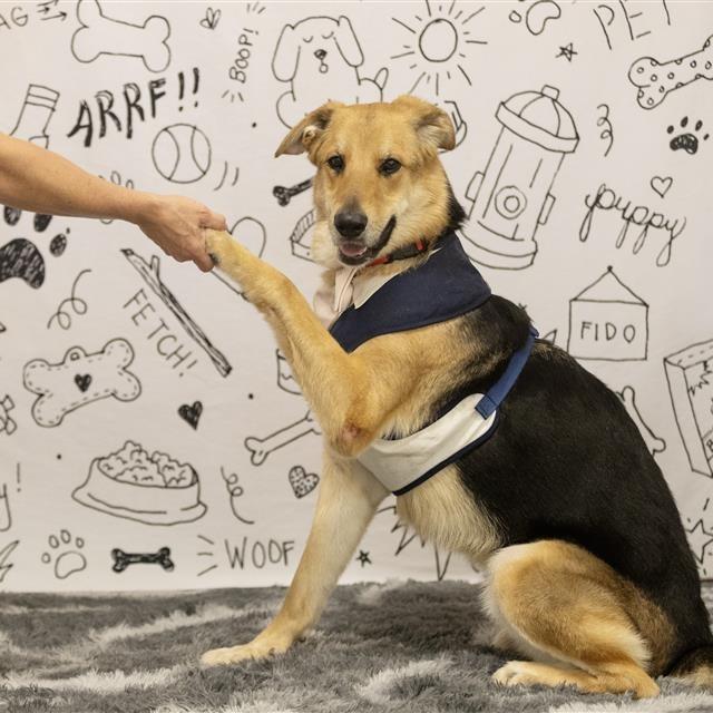 Greg, a Adoptable mixed breed in Phoenix, AZ image 4/6