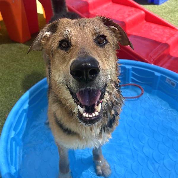 Greg, a Adoptable mixed breed in Phoenix, AZ image 5/6