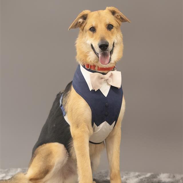 Greg, a Adoptable mixed breed in Phoenix, AZ image 6/6