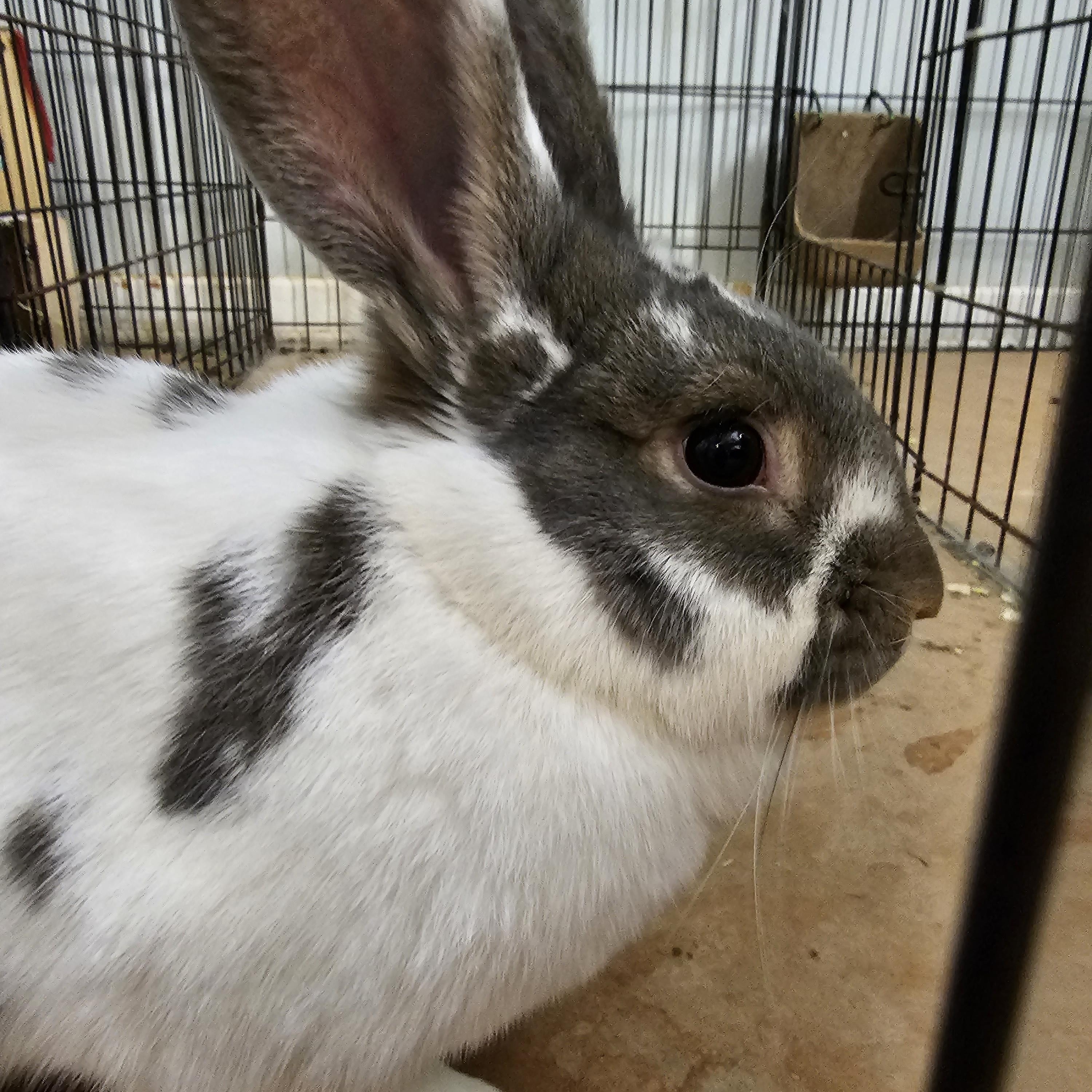 Enlarge Danny(el) Zuko and Sprinkles , a Adoptable mixed breed in Kanata, ON image 1/5