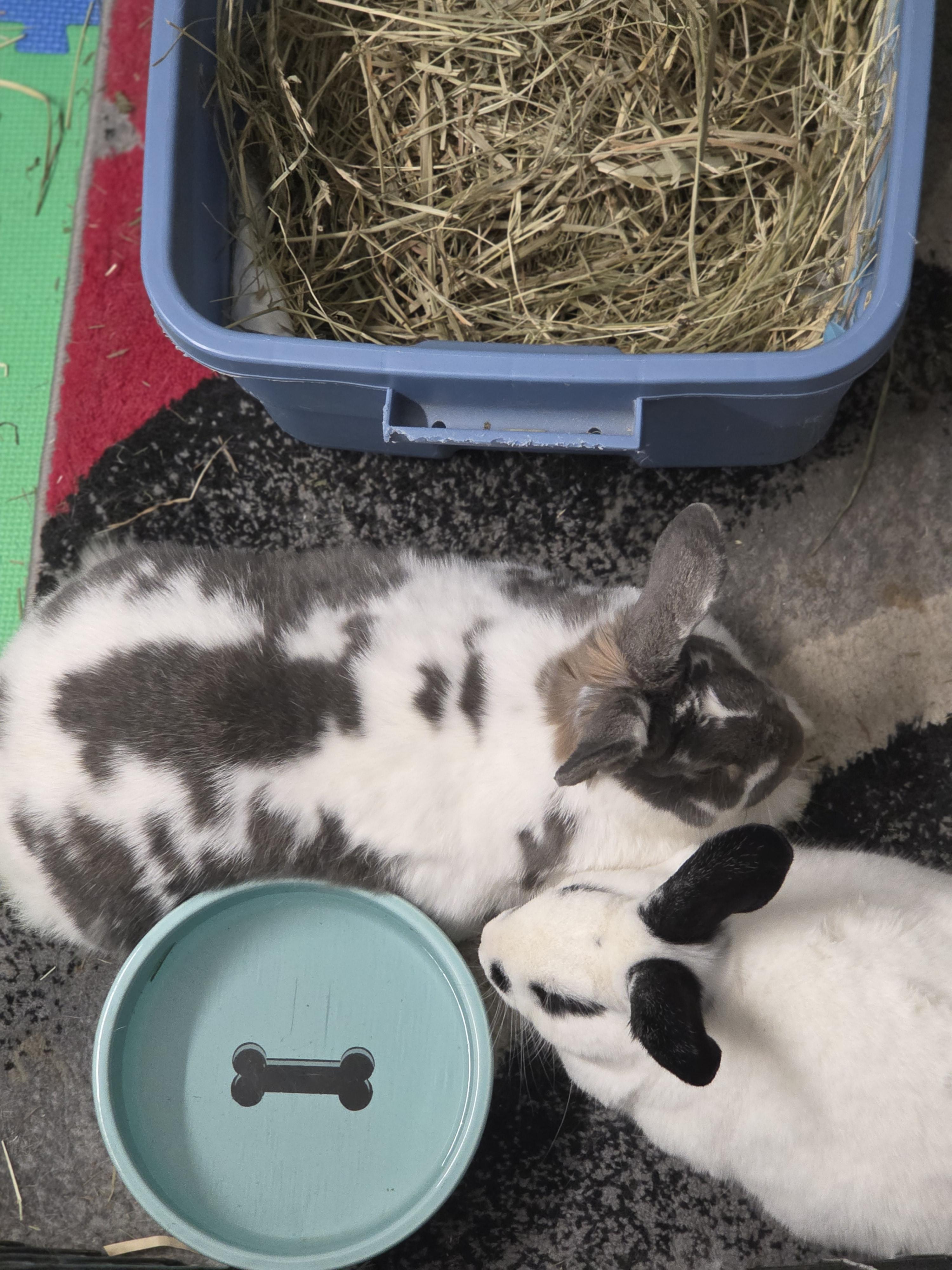 Enlarge Danny(el) Zuko and Sprinkles , a Adoptable mixed breed in Kanata, ON image 5/5