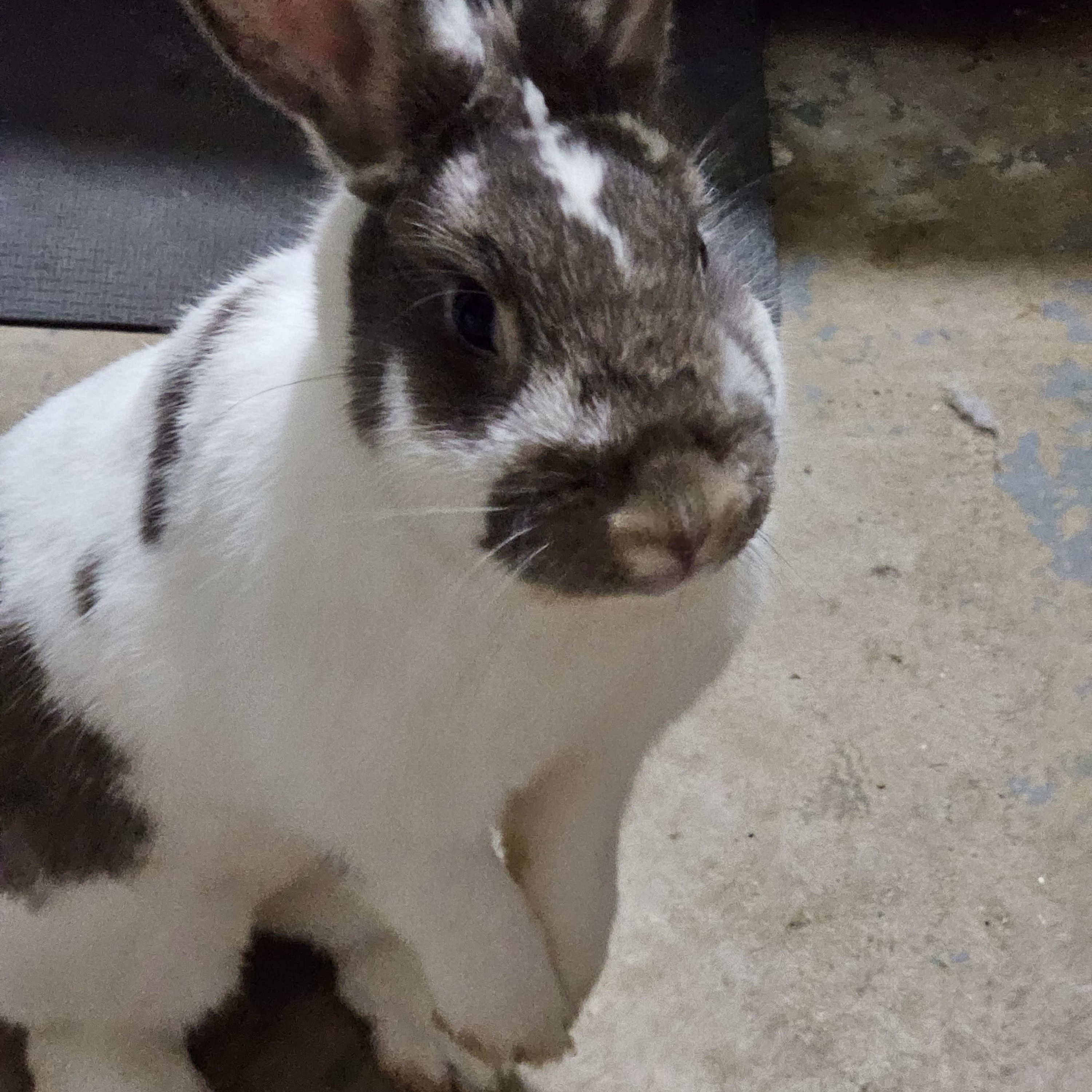 Enlarge Danny(el) Zuko and Sprinkles , a Adoptable mixed breed in Kanata, ON image 2/5