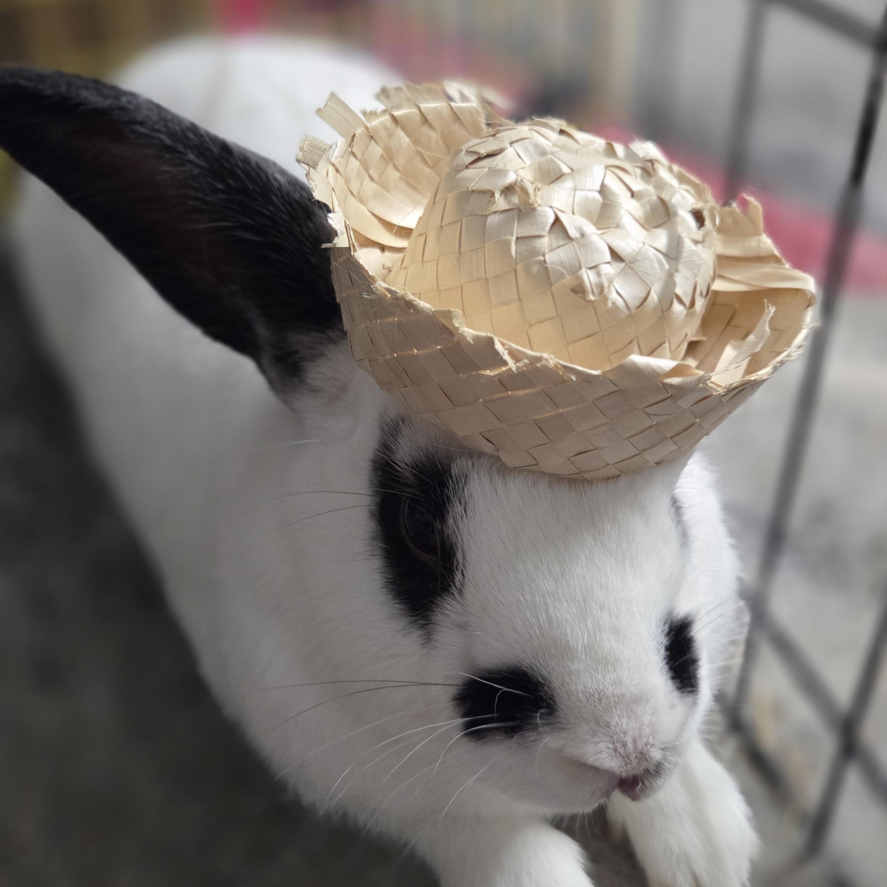 Enlarge Danny(el) Zuko and Sprinkles , a Adoptable mixed breed in Kanata, ON image 4/5