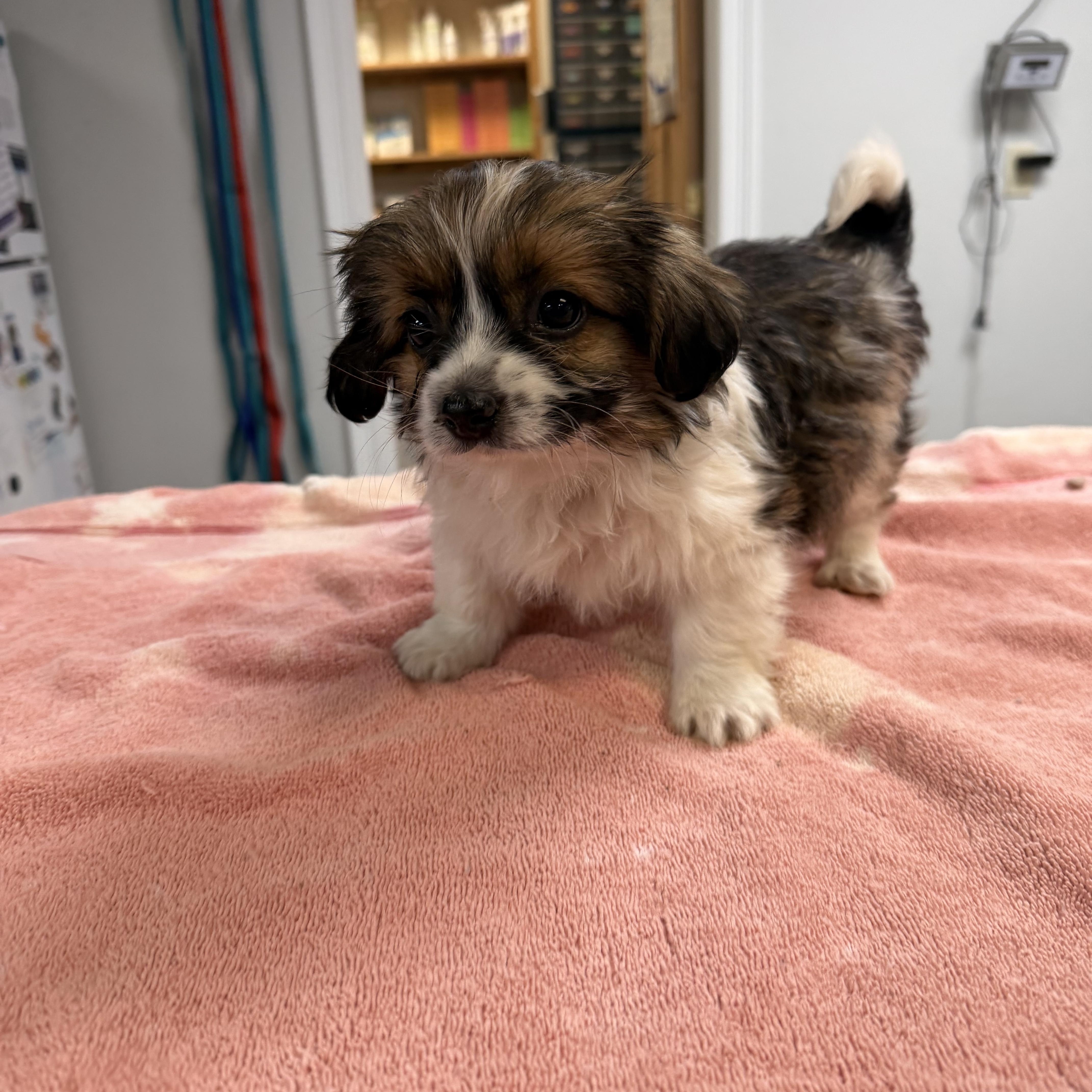 Fanny, adopted, Puppy Female Shih Tzu & Jack Russell Terrier.