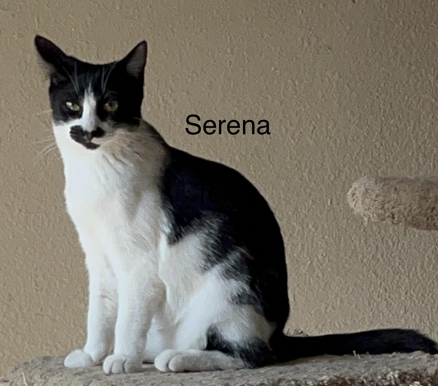 Serena, Adoptable, Young Female American Shorthair & Domestic Short Hair.