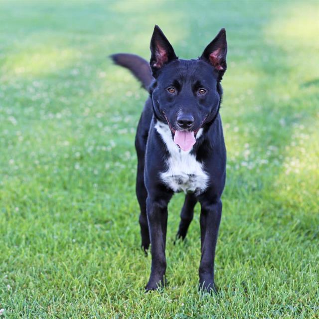 LUCKY, Adoptable, Adult Male Australian Cattle Dog / Blue Heeler & Mixed Breed.