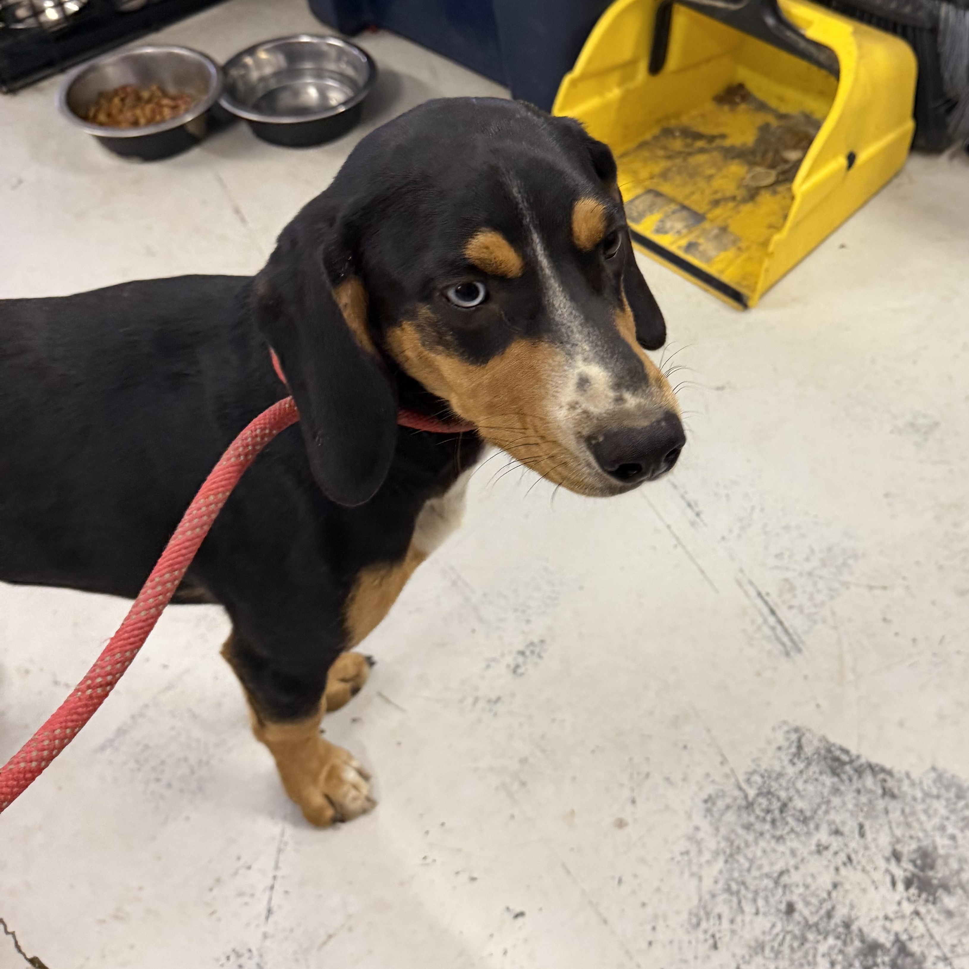 Elvis - Hound, a ADOPTABLE mixed breed in Muldrow, OK image 3/4