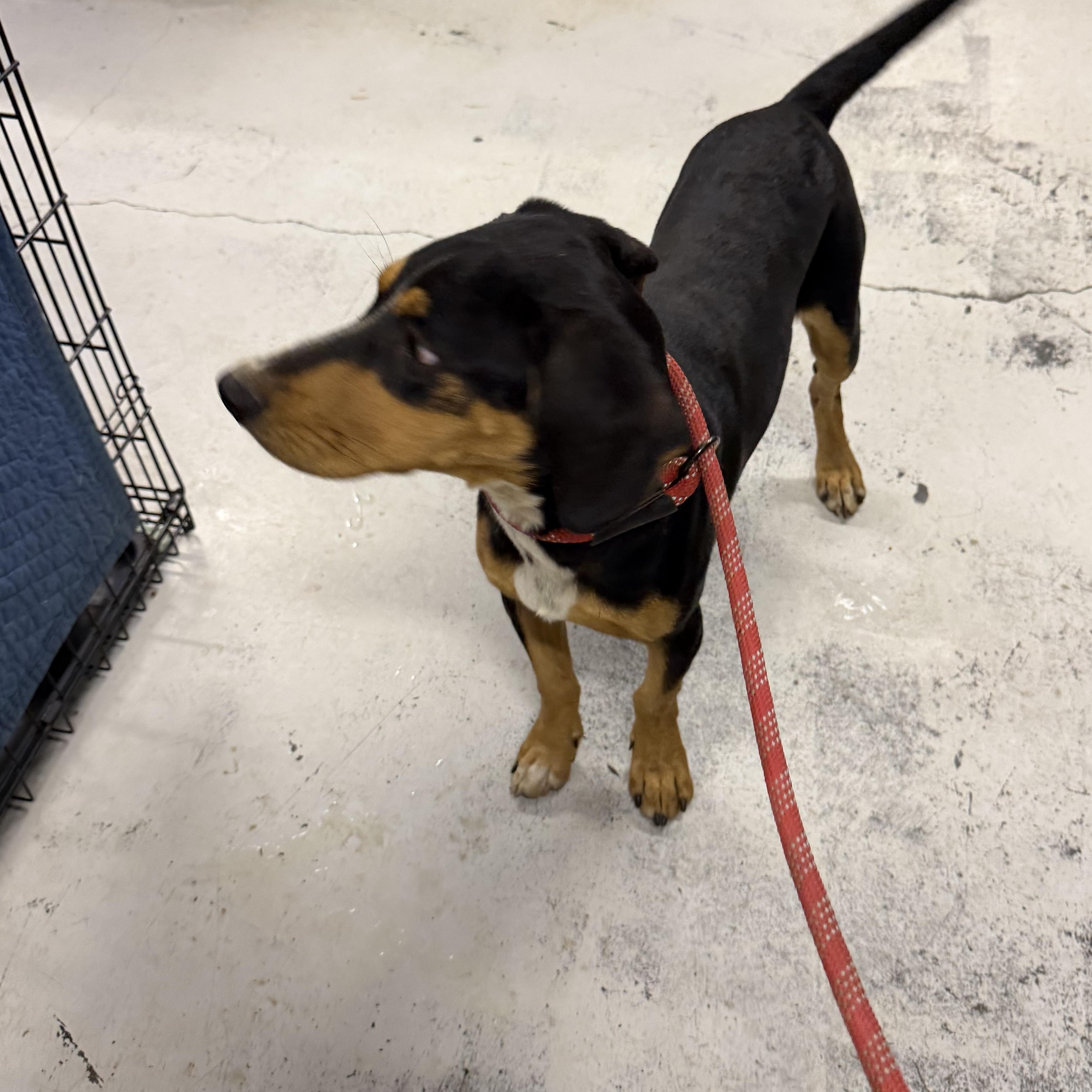Elvis - Hound, a ADOPTABLE mixed breed in Muldrow, OK image 2/4