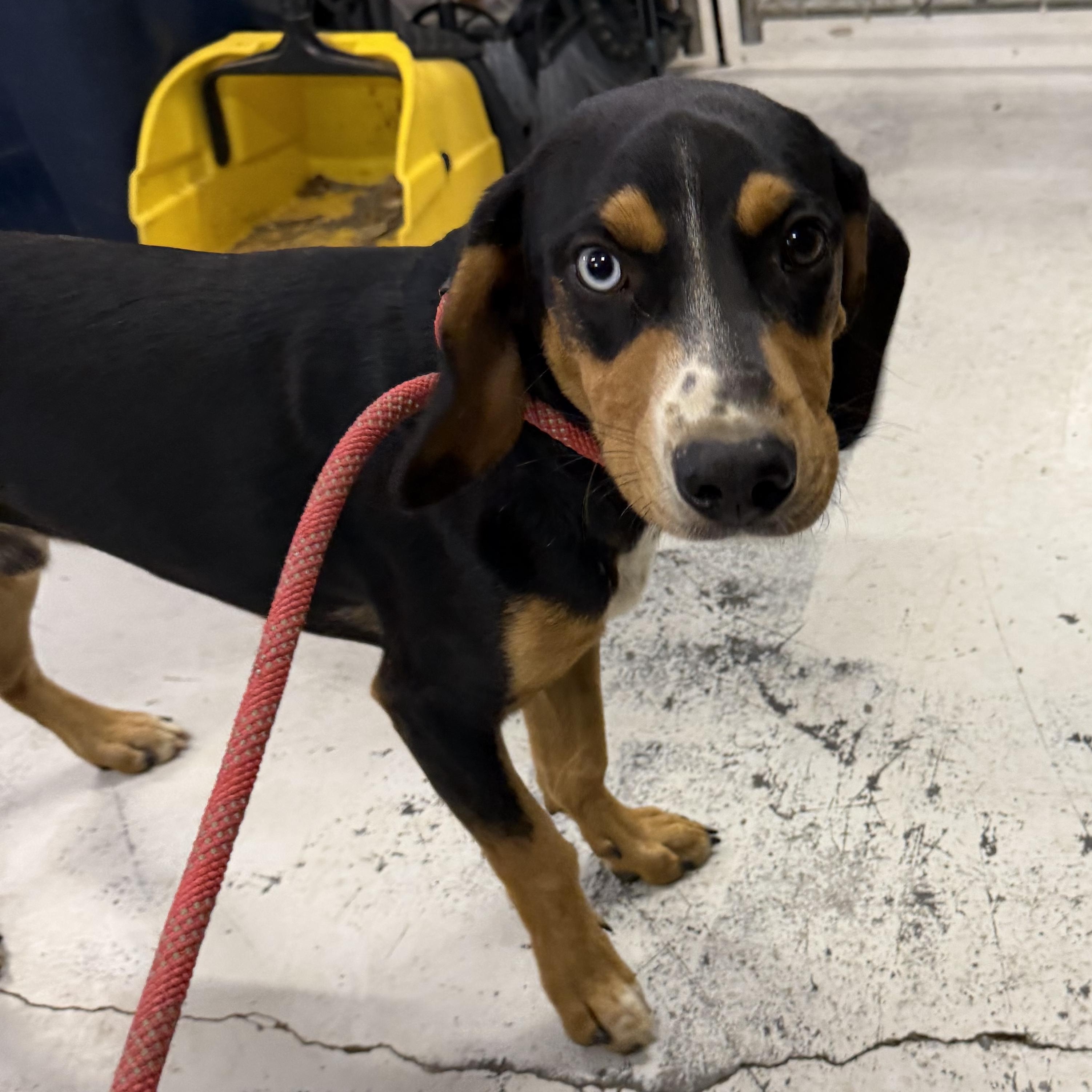 Elvis - Hound, ADOPTABLE, Young Male Hound.