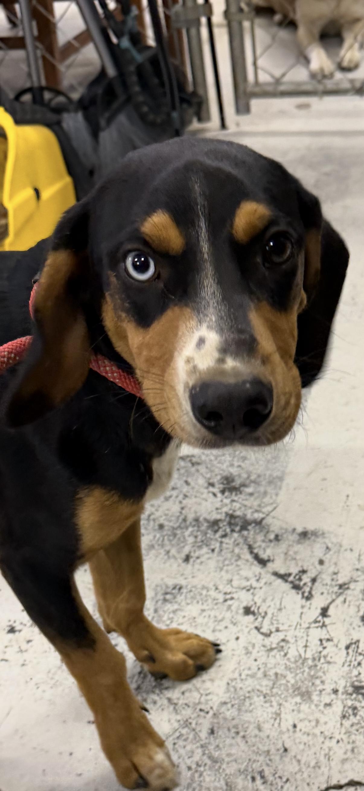 Elvis - Hound, a ADOPTABLE mixed breed in Muldrow, OK image 4/4