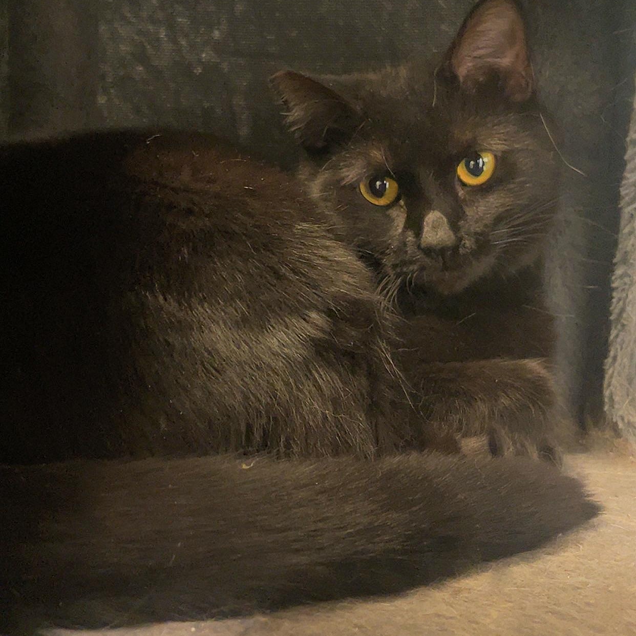 Enlarge Zippy, an adopted Domestic Short Hair in Indiana, PA image 3/3