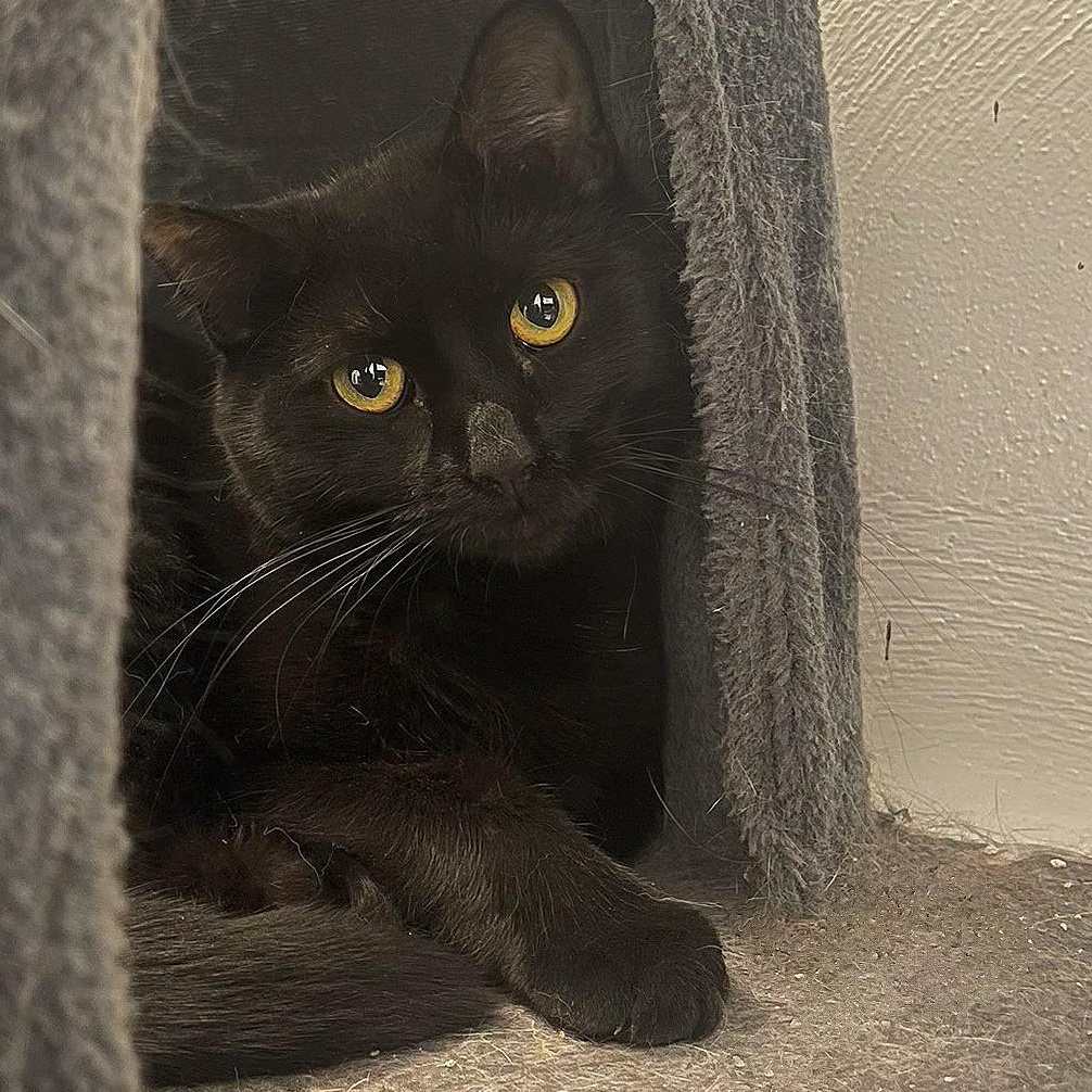 Zippy, Adoptable, Adult Male Domestic Short Hair.