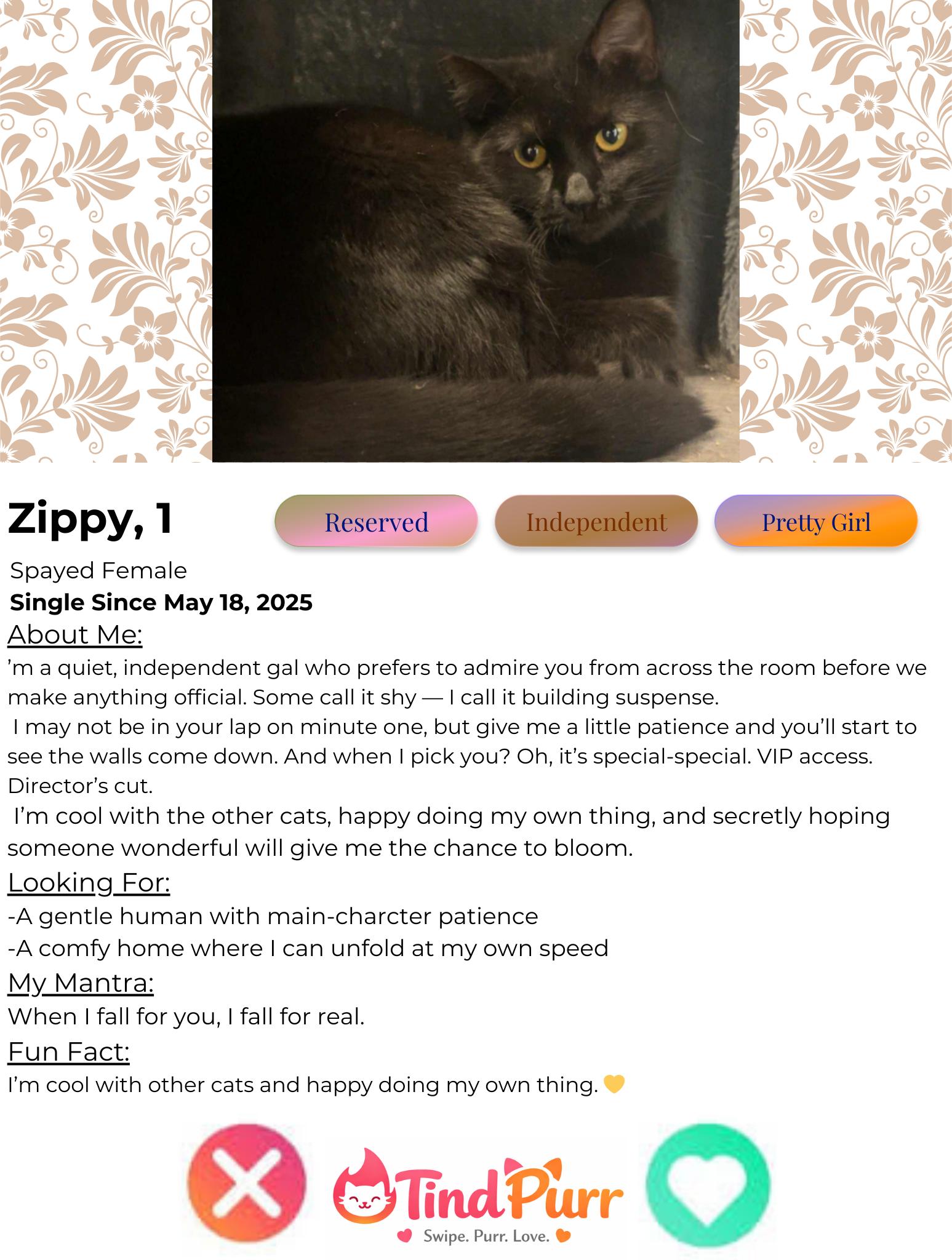 Enlarge Zippy, an adopted Domestic Short Hair in Indiana, PA image 2/3
