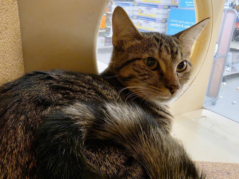Tabitha, Adoptable, Adult Female Domestic Short Hair.