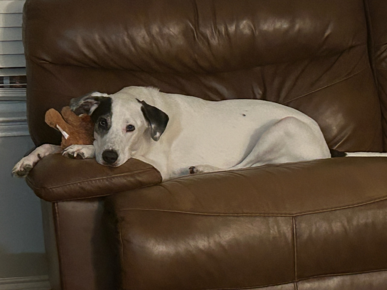 Canaan, Adoptable, Adult Male Cattle Dog & Great Pyrenees.