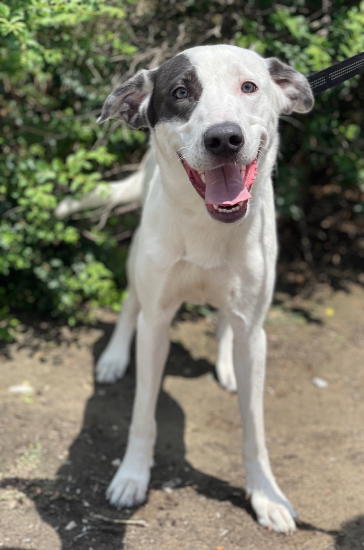 Canaan, a Adoptable mixed breed in Irving, TX image 2/6