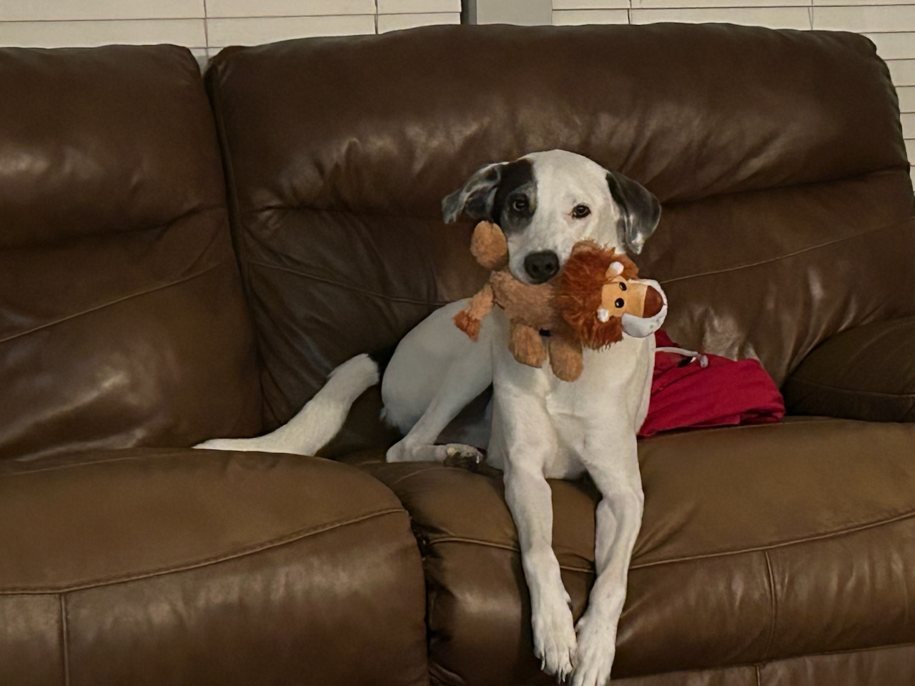 Canaan, a Adoptable mixed breed in Irving, TX image 5/6