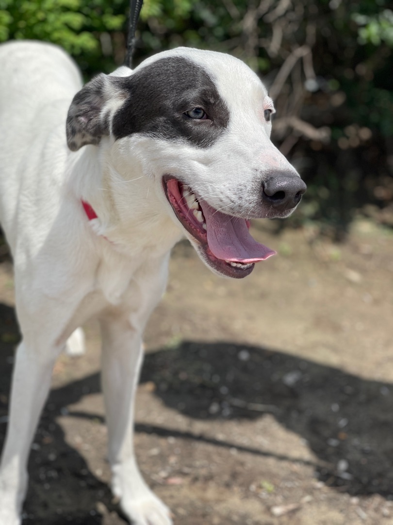 Canaan, a Adoptable mixed breed in Irving, TX image 6/6