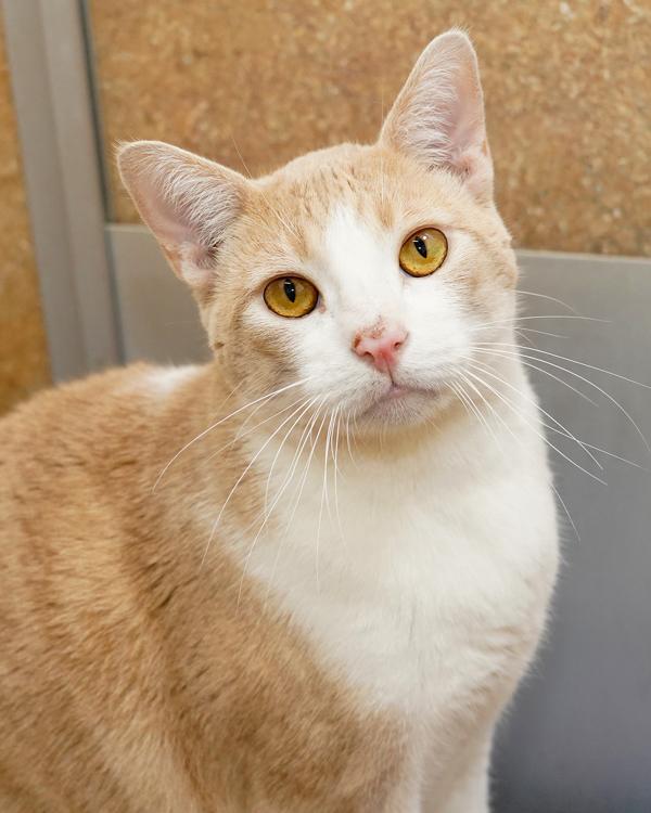 Enlarge Tuna, a Adoptable mixed breed in Novato, CA image 5/6