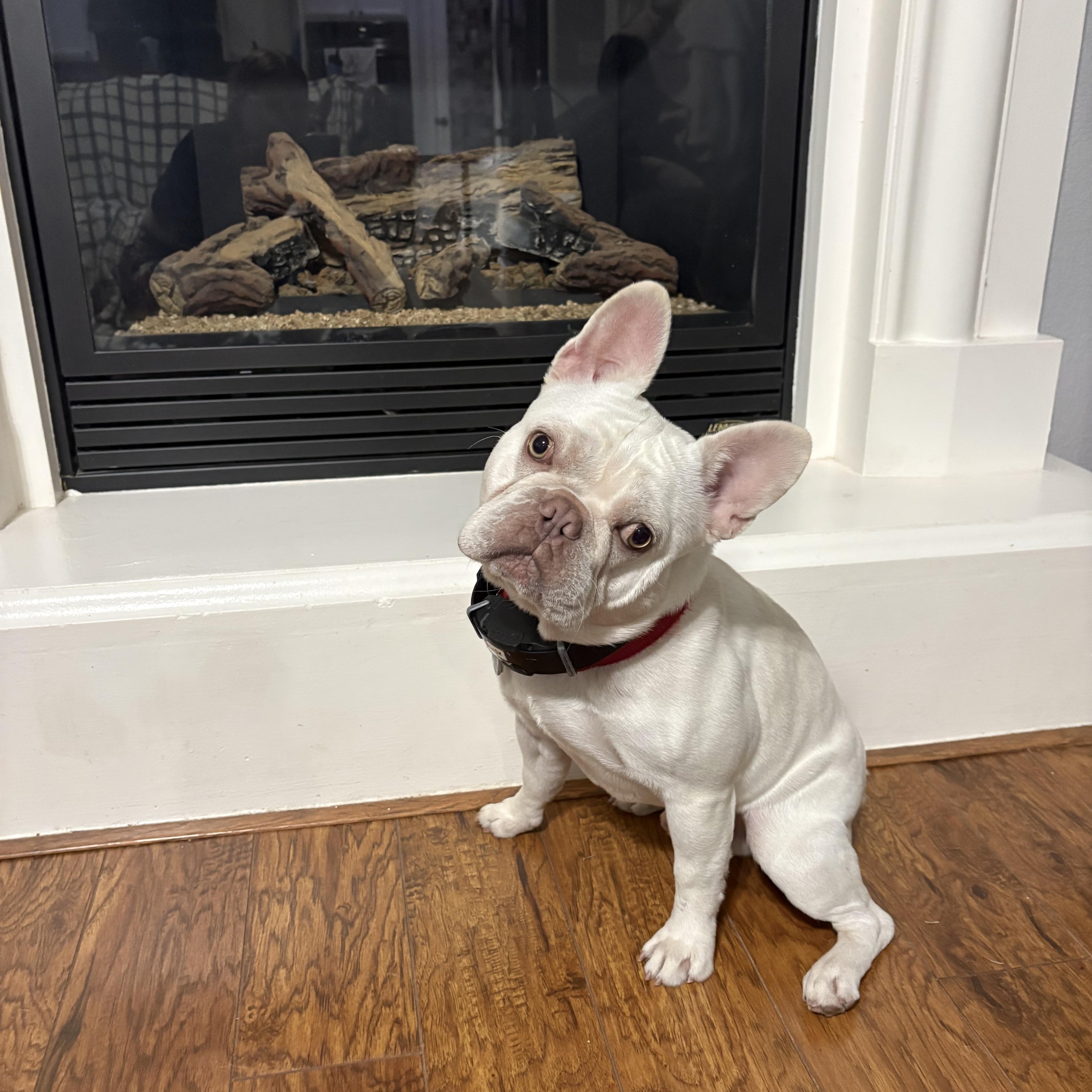 Jax, ADOPTABLE, Adult Male French Bulldog.