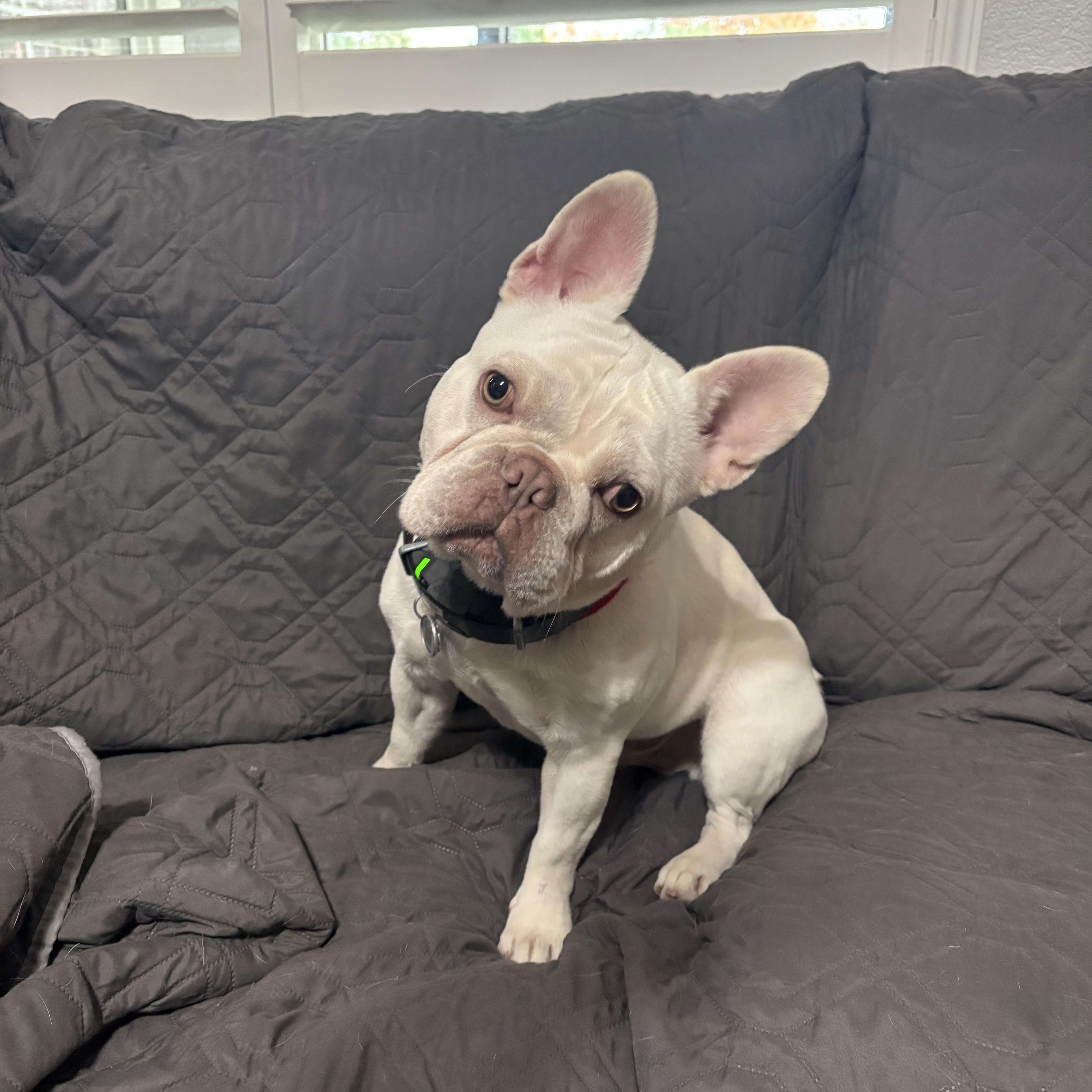 Jax, ADOPTABLE, Adult Male French Bulldog.