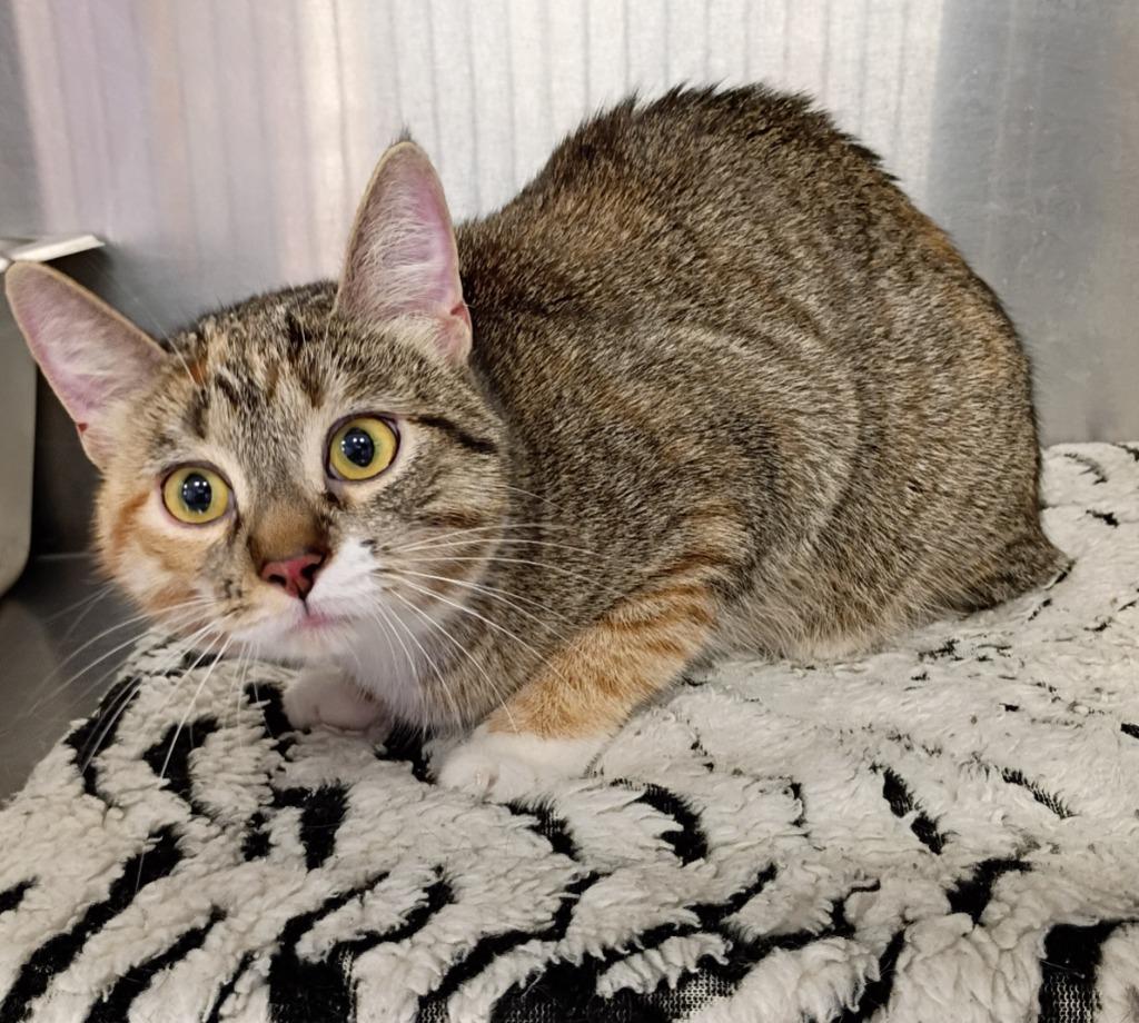 Enlarge Blair, a Adoptable mixed breed in Rockford, IL image 1/1