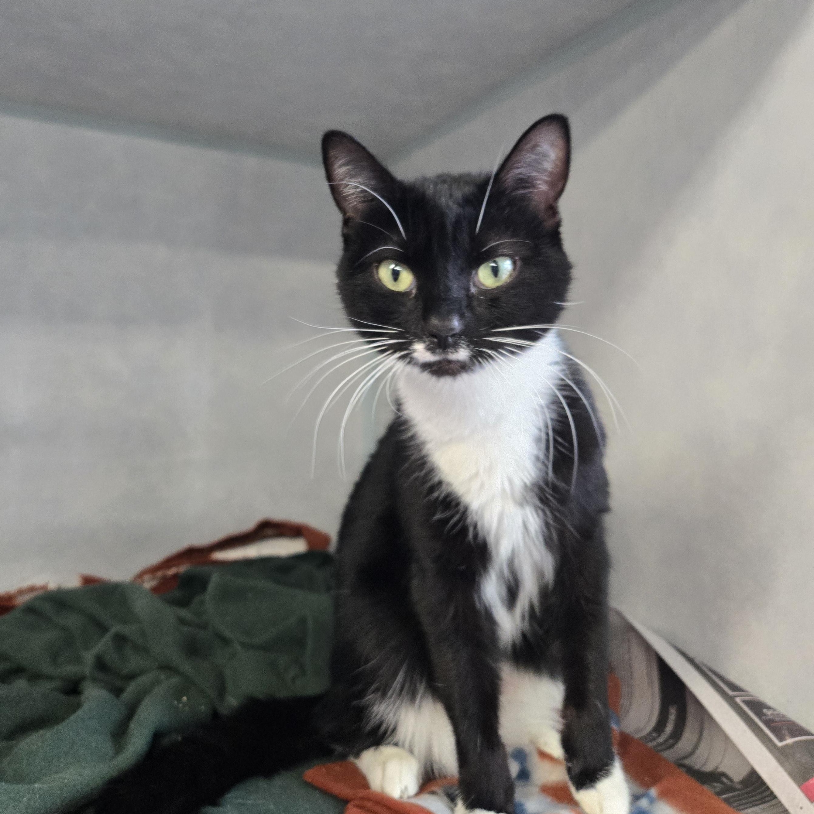 Enlarge Mary, a Adoptable Domestic Short Hair in Tyner, NC image 1/2