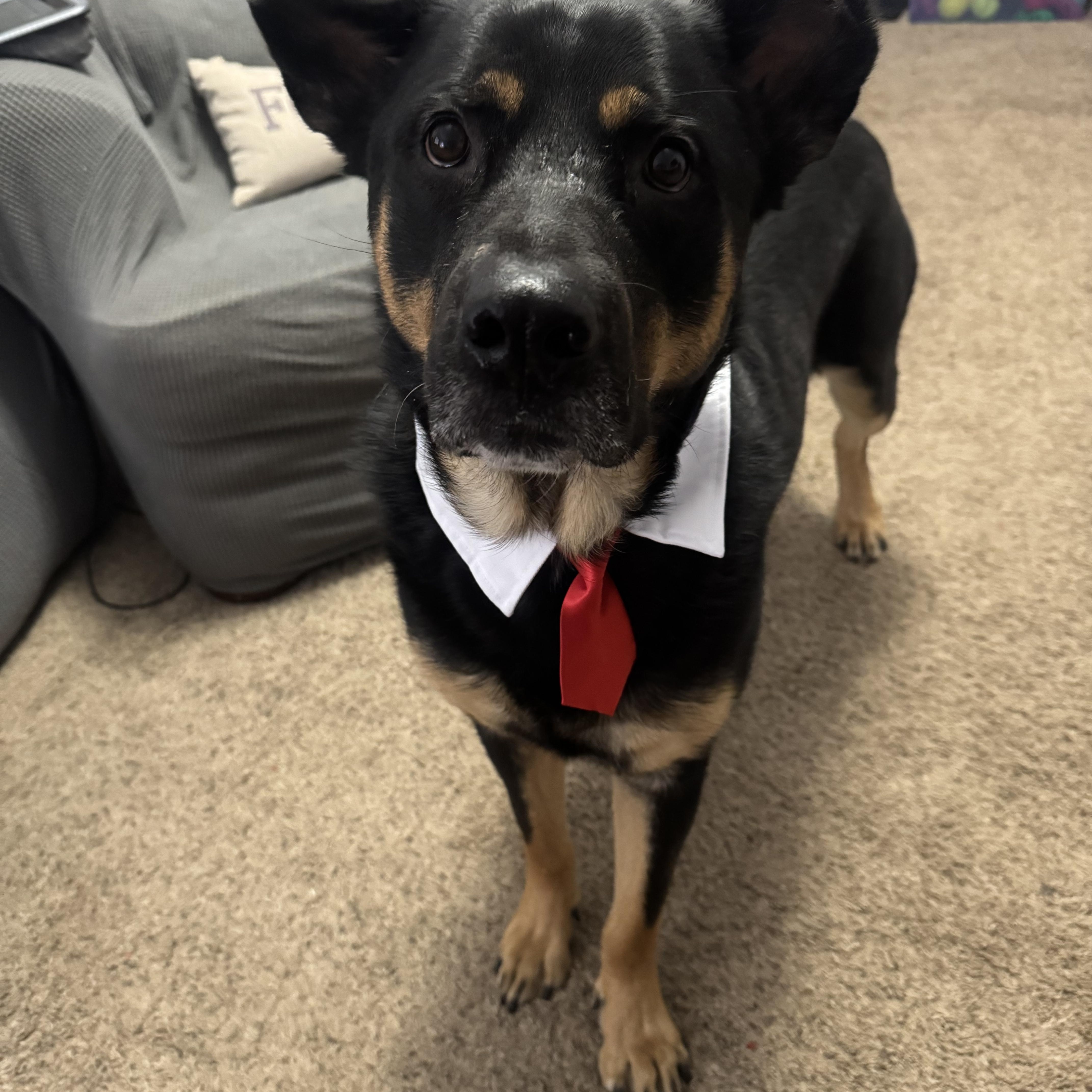 Enlarge COTA, a Adoptable mixed breed in virginia beach, VA image 3/6