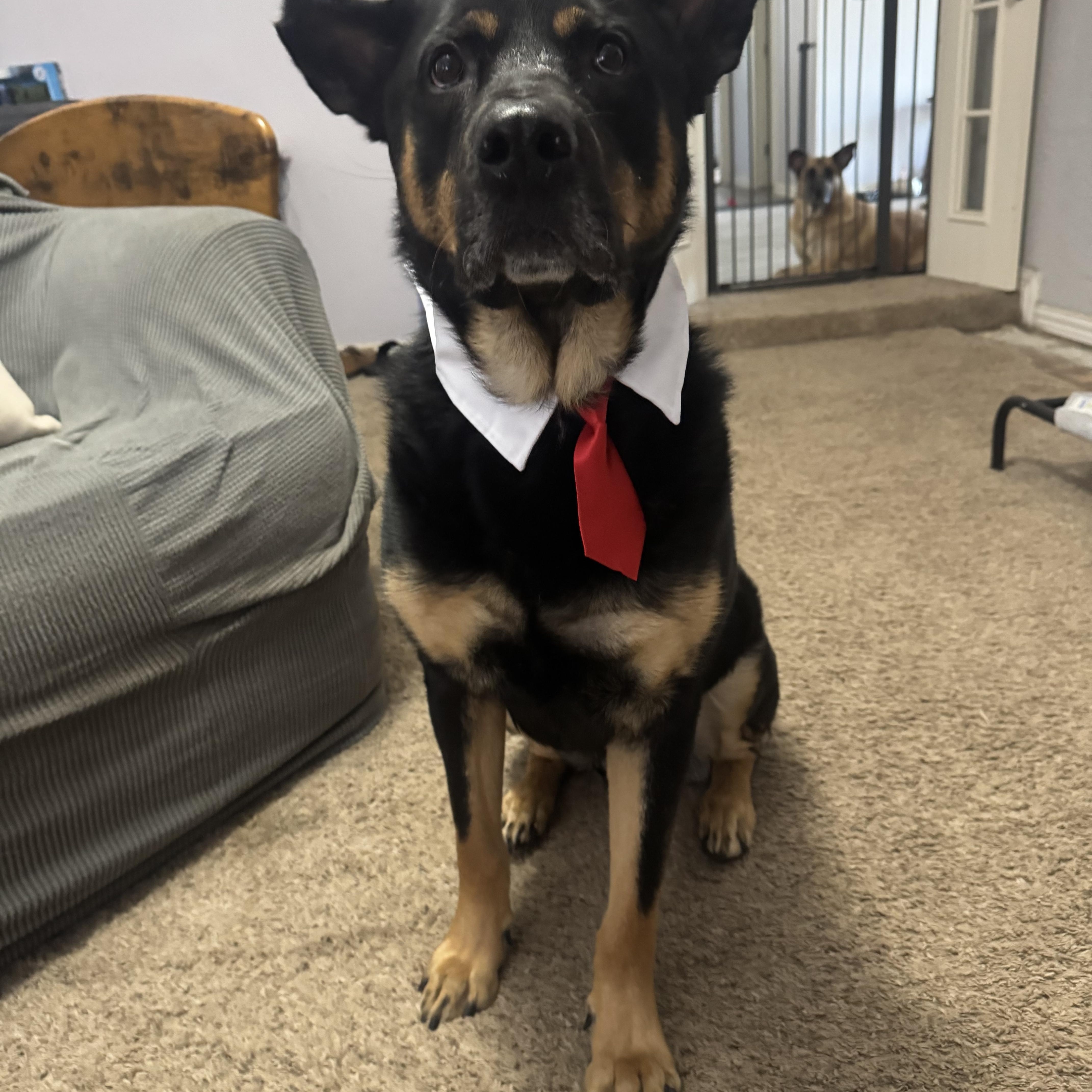 COTA, Adoptable, Young Male Rottweiler & German Shepherd Dog.