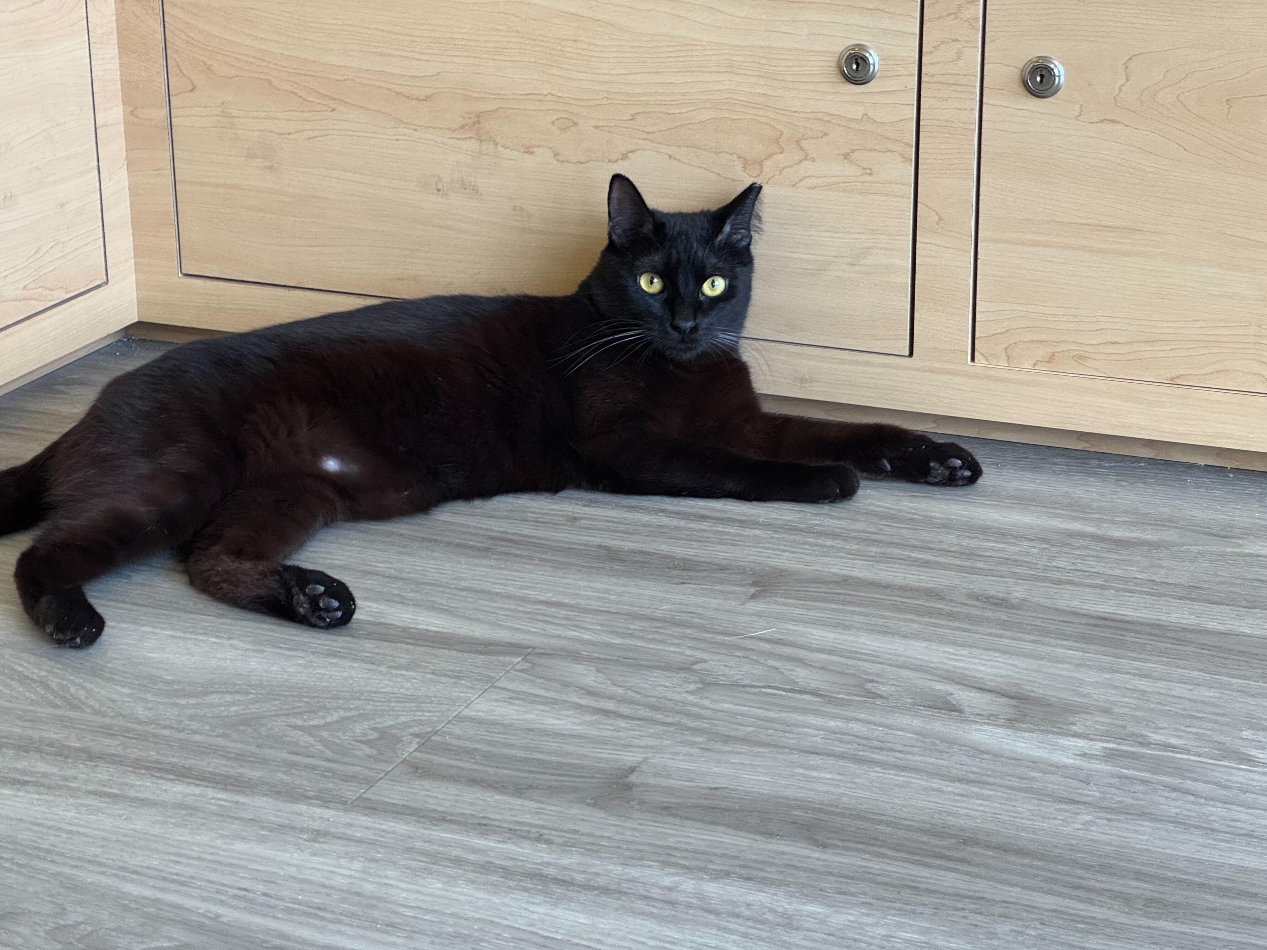 Frederick , a ADOPTABLE Domestic Short Hair in Pacific Palisades, CA image 2/2