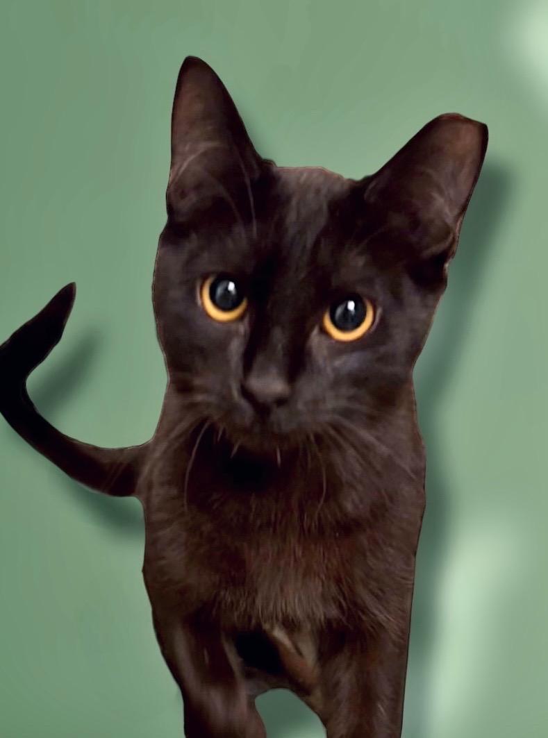 Frederick , ADOPTABLE, Adult Male Domestic Short Hair.