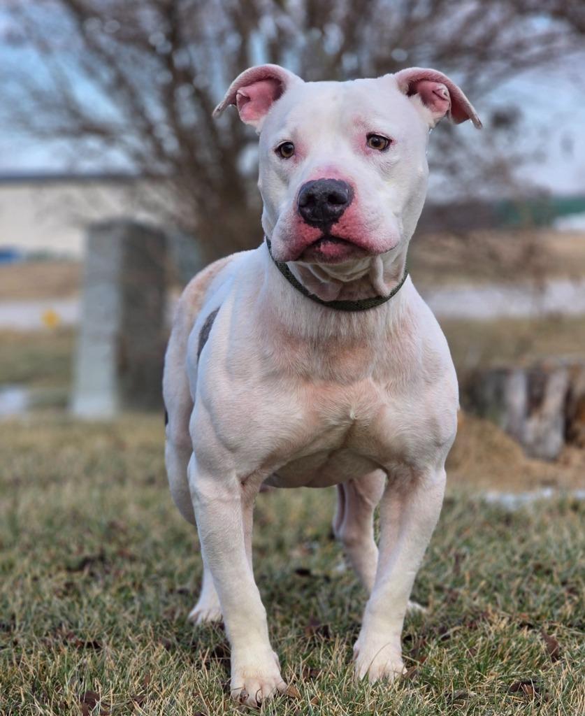 Enlarge Link, a Adoptable Pit Bull Terrier in Huntington, IN image 1/1