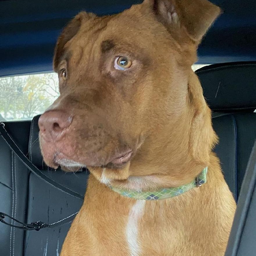Honey, Adult Female Labrador Retriever