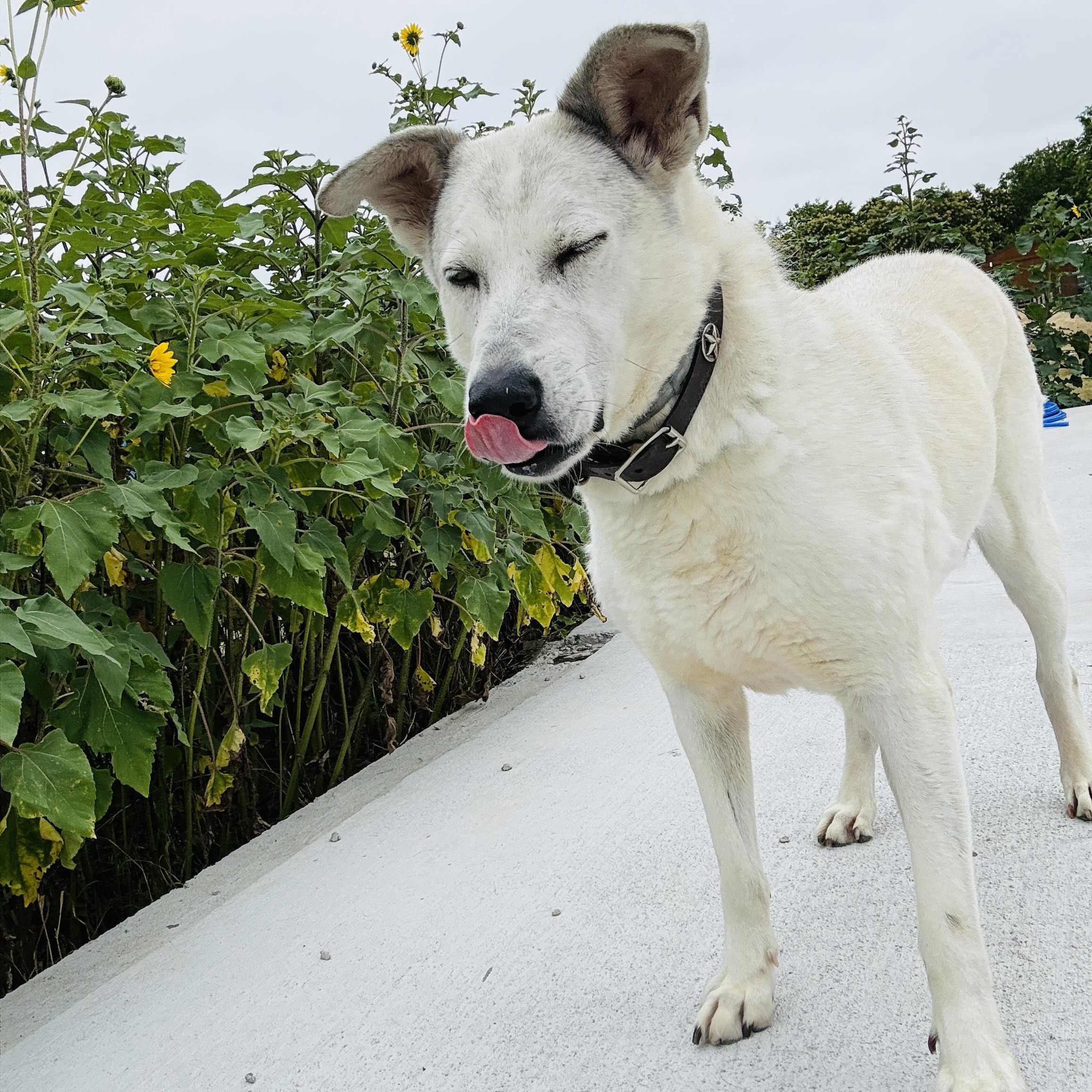 Enlarge *Gracie, a Adoptable mixed breed in Justin, TX image 2/6