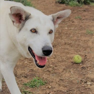 Enlarge *Gracie, a Adoptable mixed breed in Justin, TX image 3/6