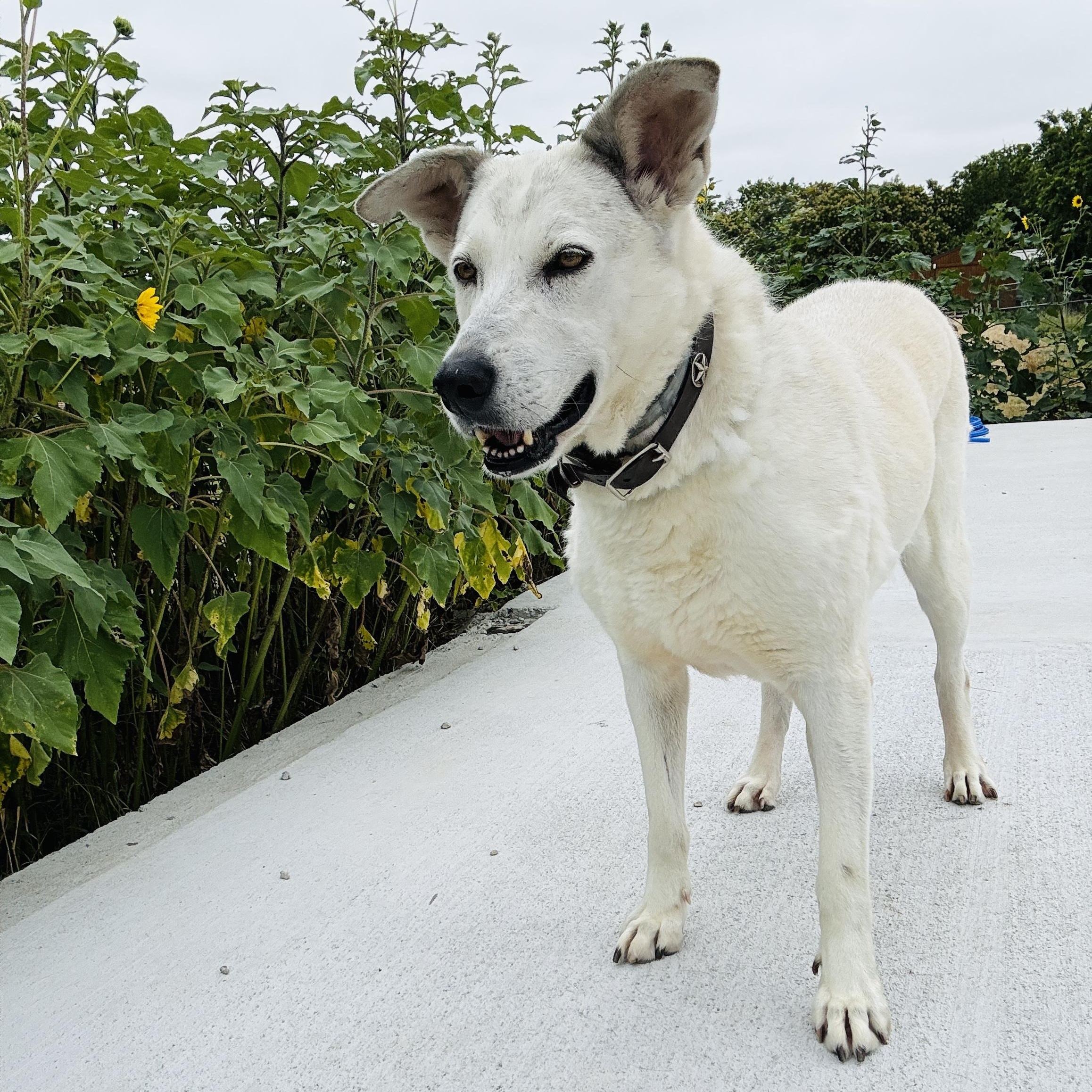Enlarge *Gracie, a Adoptable mixed breed in Justin, TX image 4/6