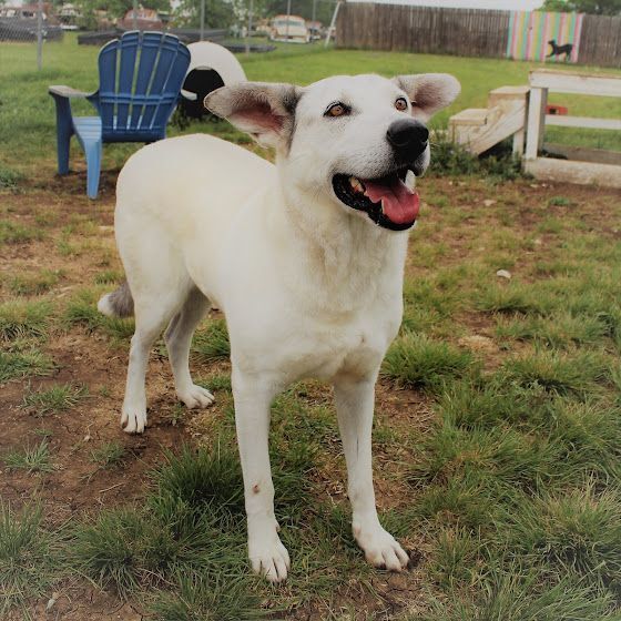 Enlarge *Gracie, a Adoptable mixed breed in Justin, TX image 5/6