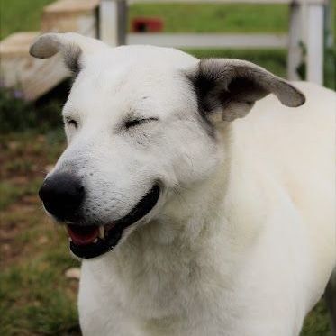 Enlarge *Gracie, a Adoptable mixed breed in Justin, TX image 6/6