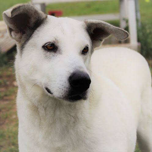 Gracie, Adult Female Shepherd