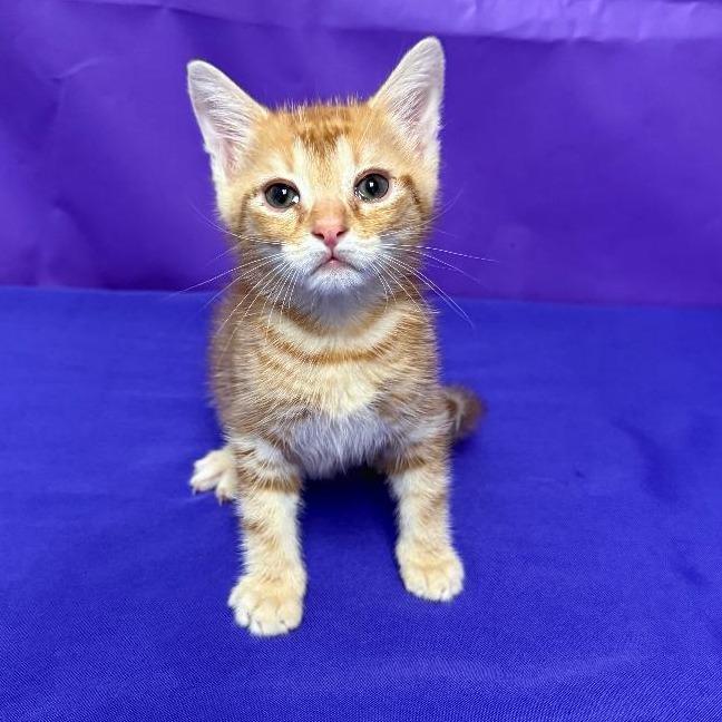 Enlarge Mister Kitty, a Adoptable Domestic Short Hair in North Myrtle Beach, SC image 1/1