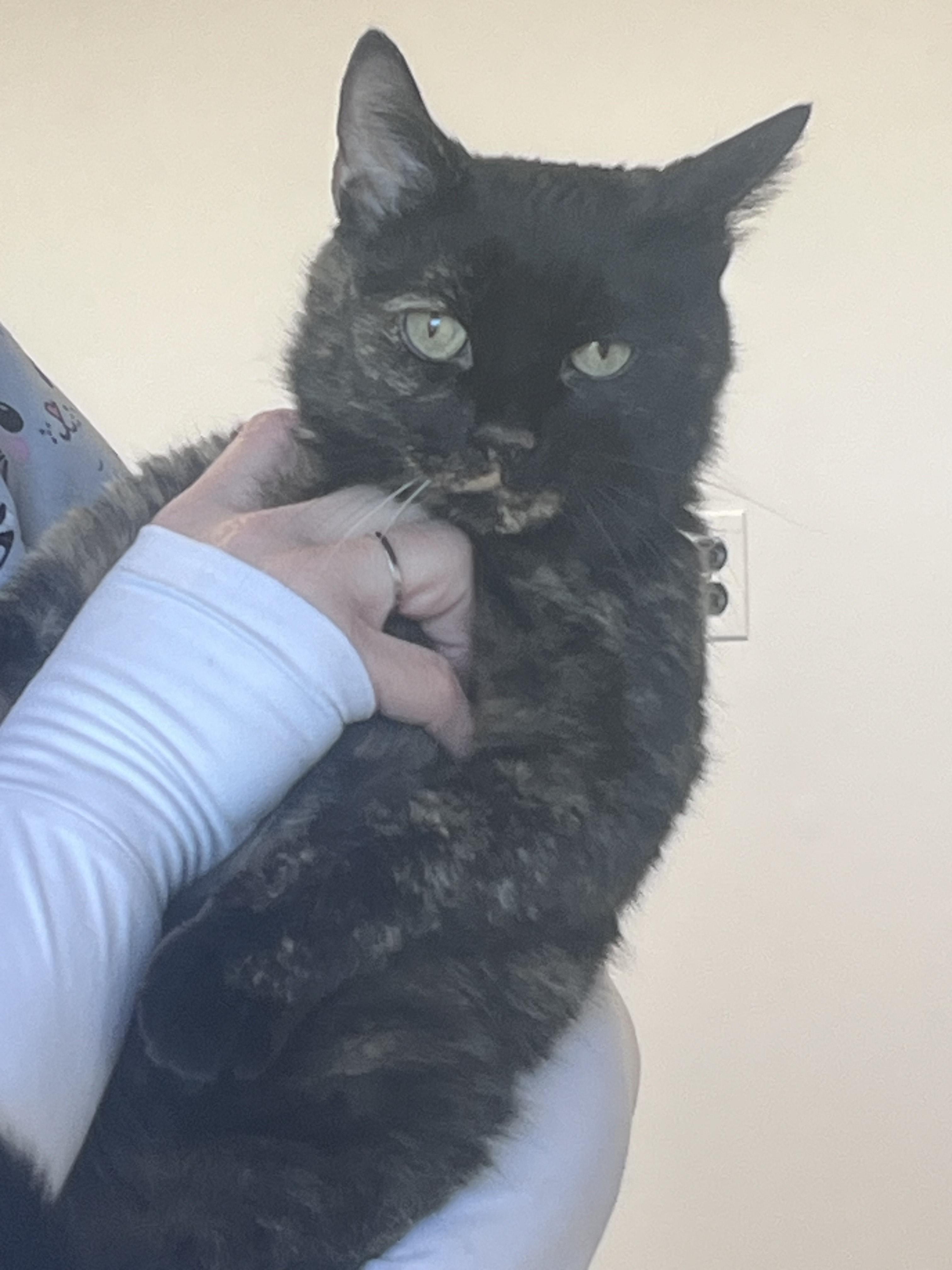 Caramel, a Adoptable Tortoiseshell in Baltimore, MD image 1/3