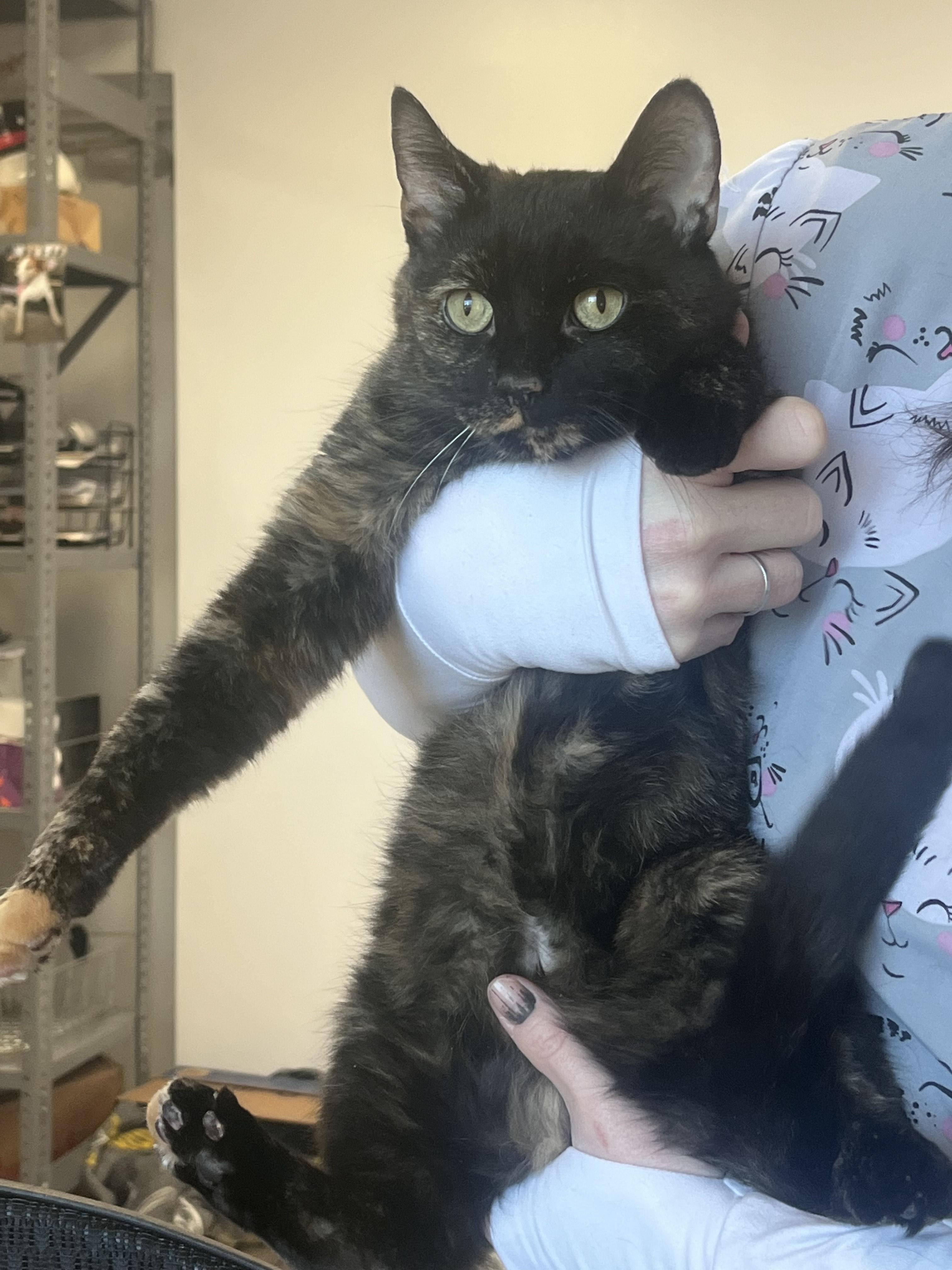 Caramel, a Adoptable Tortoiseshell in Baltimore, MD image 2/3