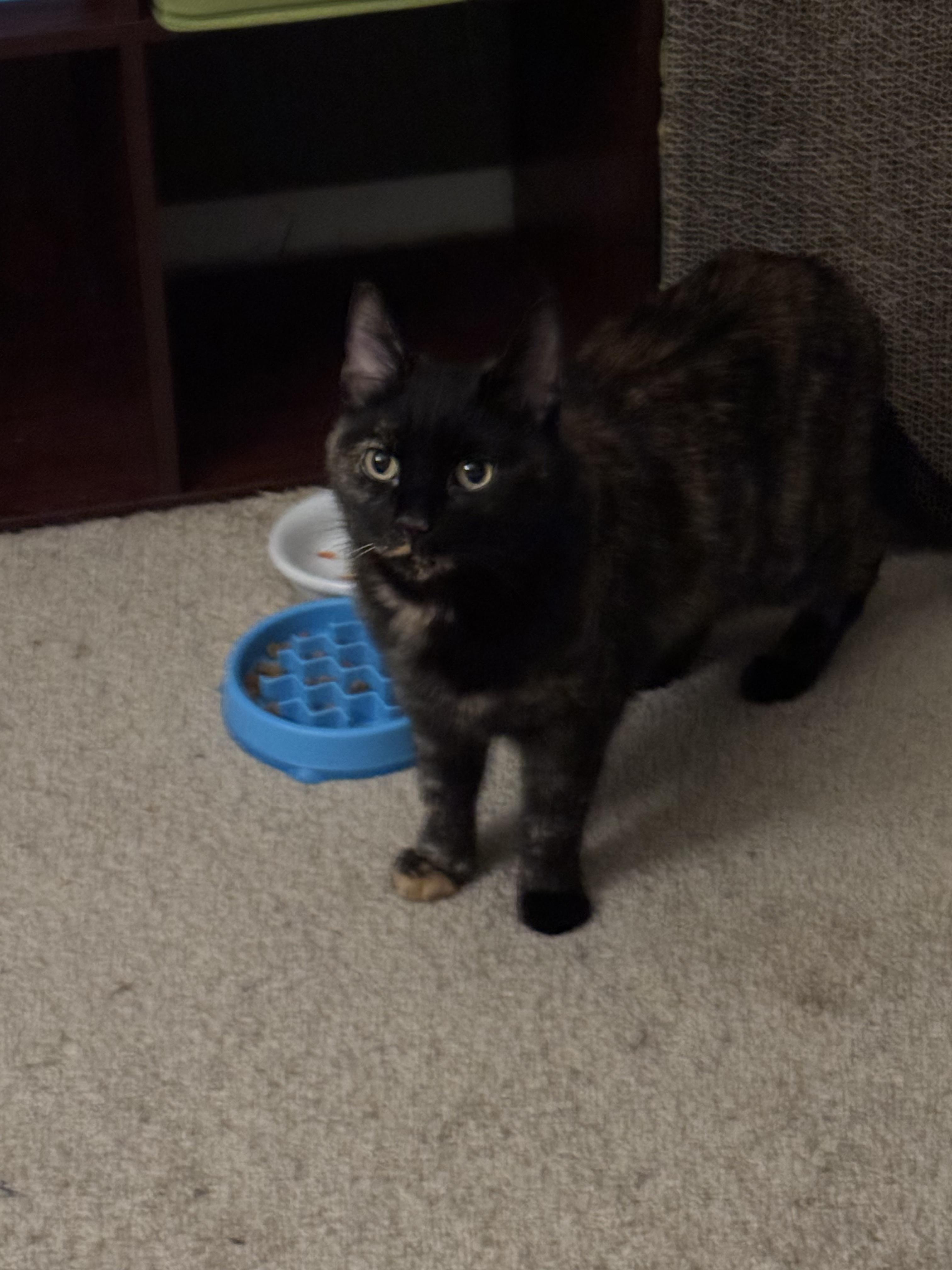 Caramel, a Adoptable Tortoiseshell in Baltimore, MD image 3/3
