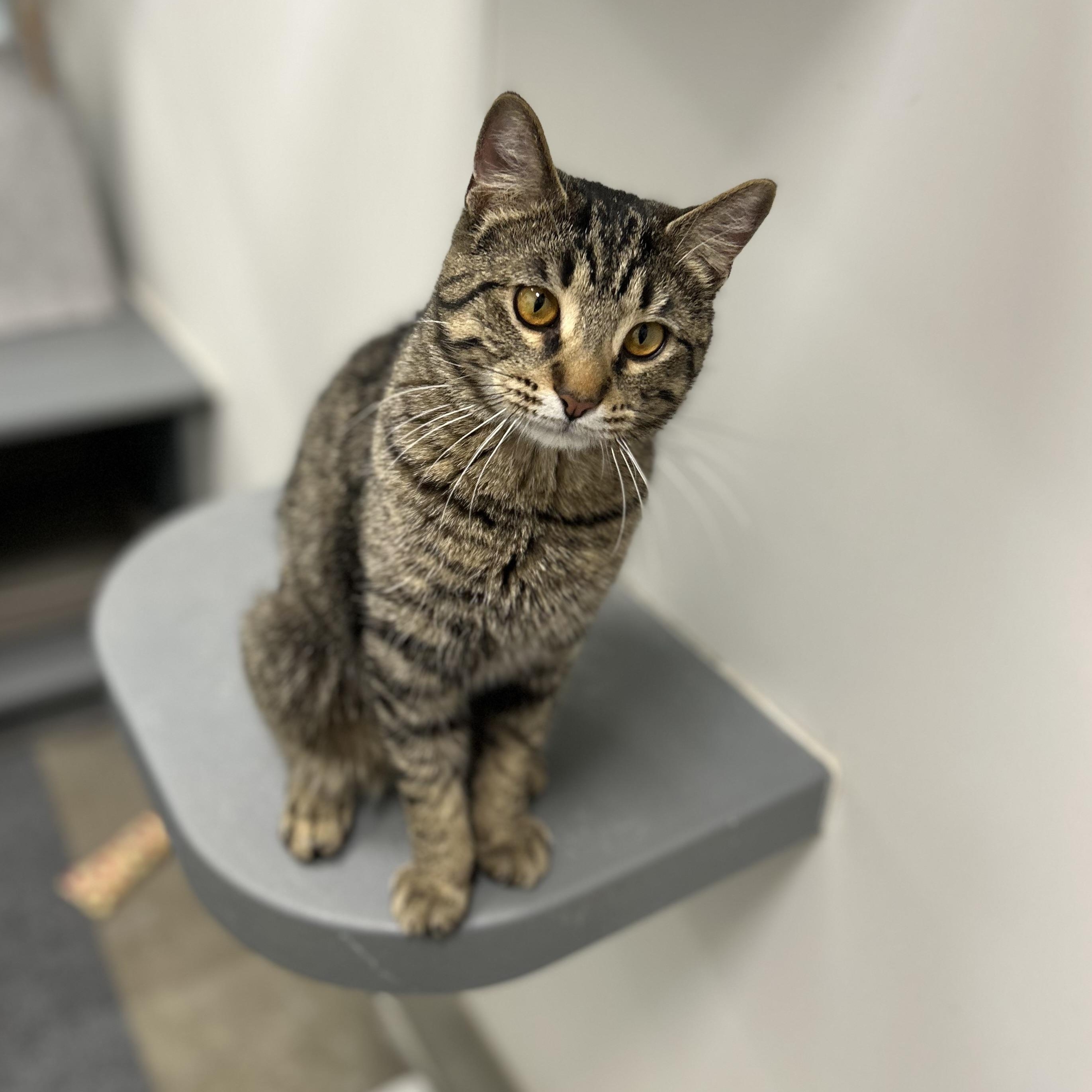 Monty, an adopted Domestic Short Hair in Columbus , OH image 4/5